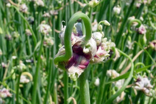 Кракен сайт 18at